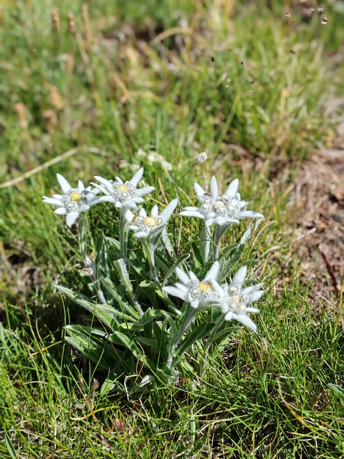 Un cespo di stelle alpine fiorite fra l'erba, con le brattee bianche e feltrose e i capolini gialli al centro