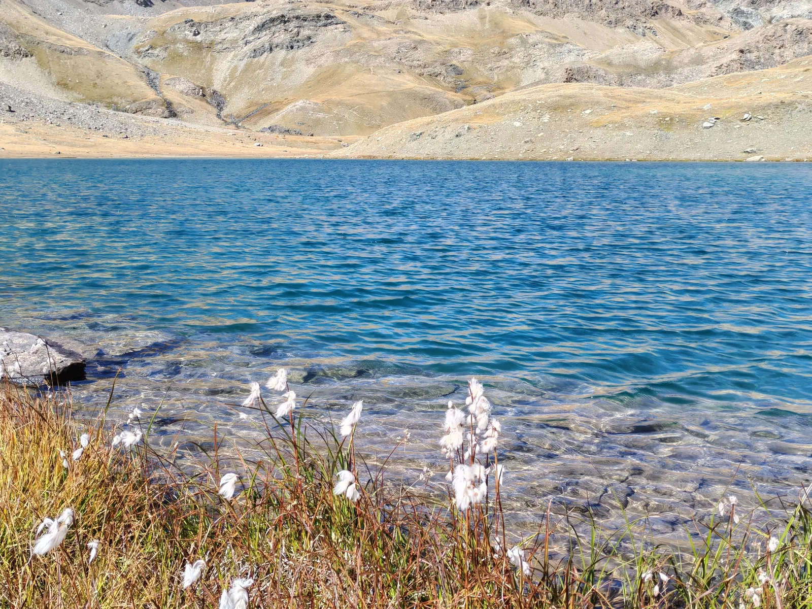 Pennacchi bianchi di erioforo sulla riva del Lago Leità, con l'acqua turchese e trasparente e le sponde ocra sullo sfondo