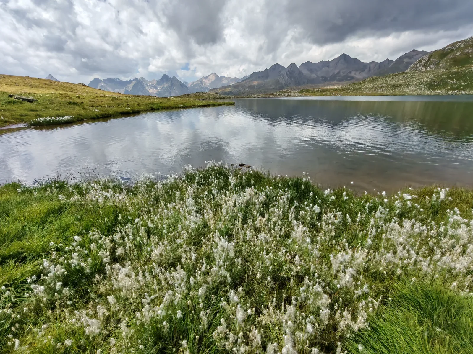 Distesa di erioforo in fiore sulla riva di uno dei laghi Boden