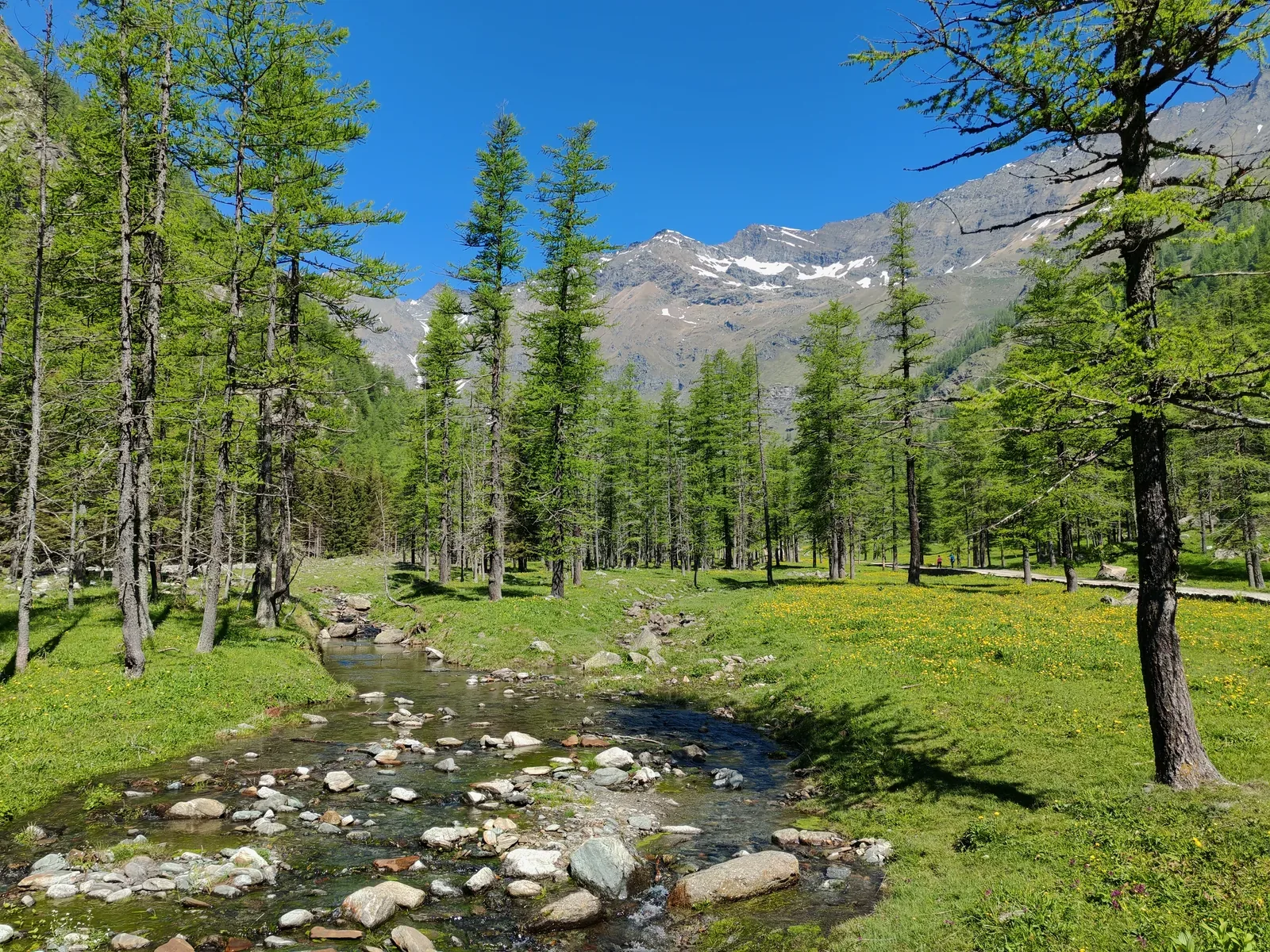 Il Pian d'Azaria: prato fiorito e larici alti attorno al torrente basso e sassoso, con la sterrata sulla destra e la cresta innevata in fondo