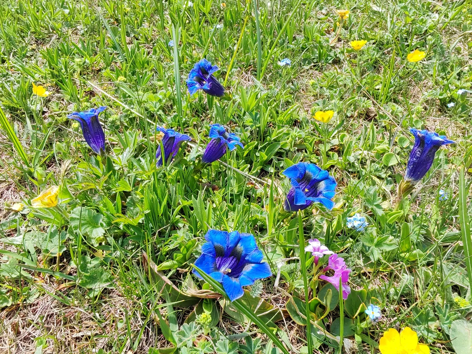 Genziane azzurre a trombetta fiorite nel prato del ripiano, fra ranuncoli gialli, non ti scordar di me e una primula rosa